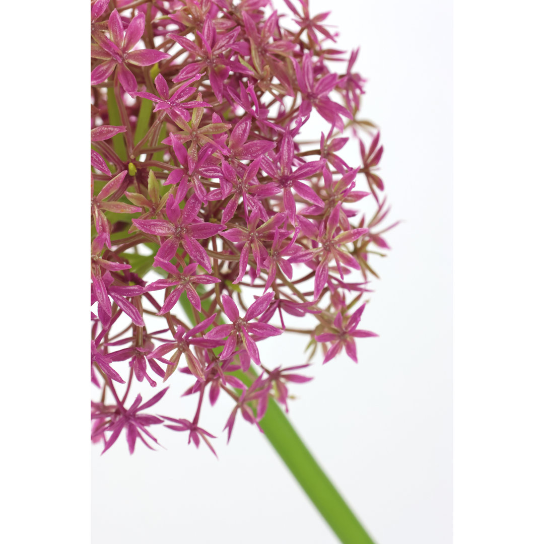 Allium Zierlauch Zweig