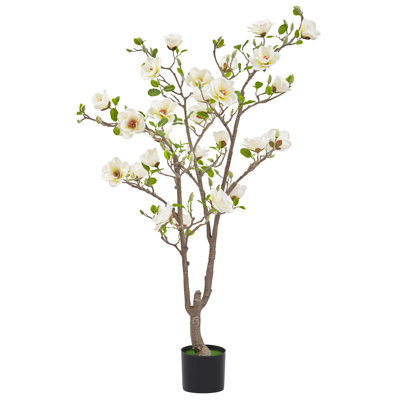 5ft White Magnolia Tree In Pot