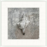 Distressed Sea Shell 5 Print