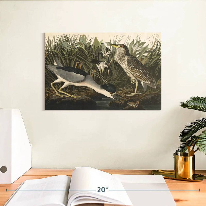 Héron nocturne des oiseaux d'Amérique, H 8 po x l 12 po