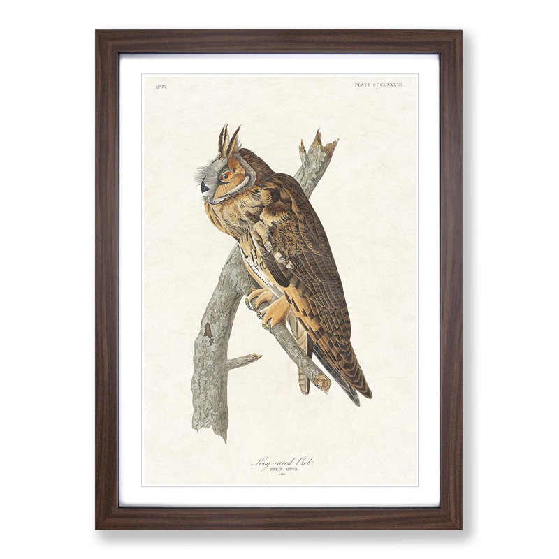 Long-Eared Owl by John Audubon - Picture Frame Painting Print, 36cm H x 27cm W x 2cm D, Walnut Framed