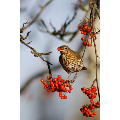 " Song Thrush "