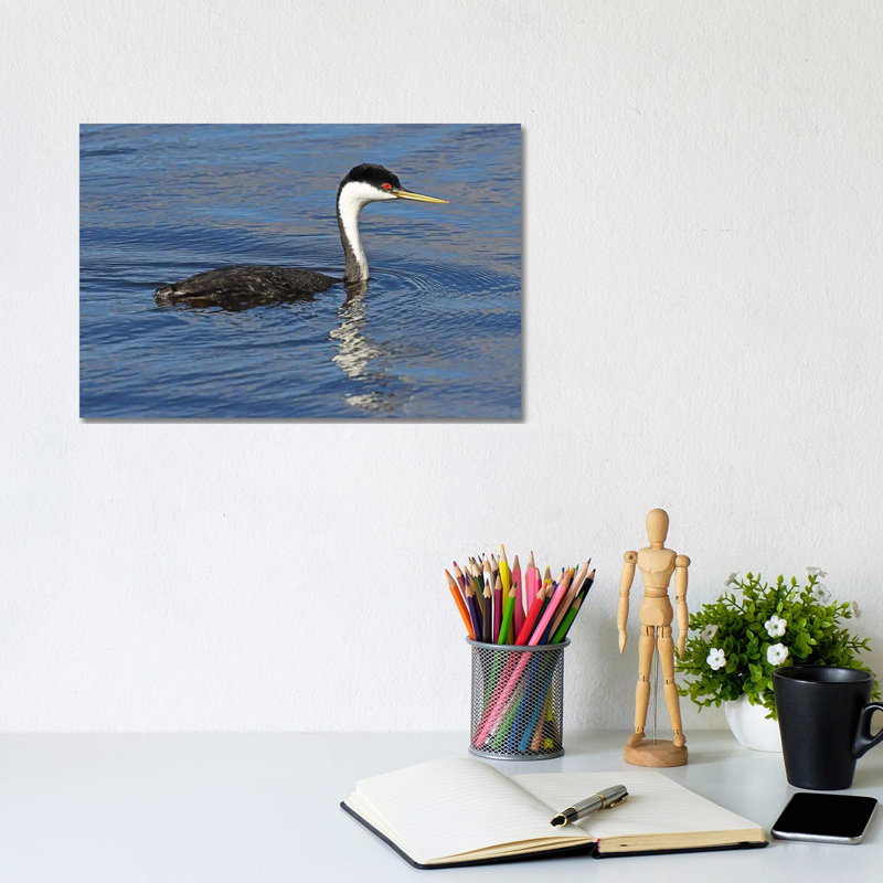 Western Grebe by Brian Wolf - Wrapped Canvas Print, 20.32cm H x 30.48cm W x 1.91cm D