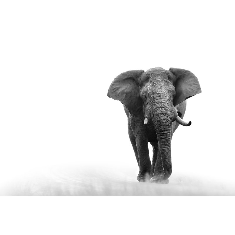 Elephant Loxodonta Africana Big5 Safari Wildlife Game Drive Kruger Black White - Wrapped Canvas Print
