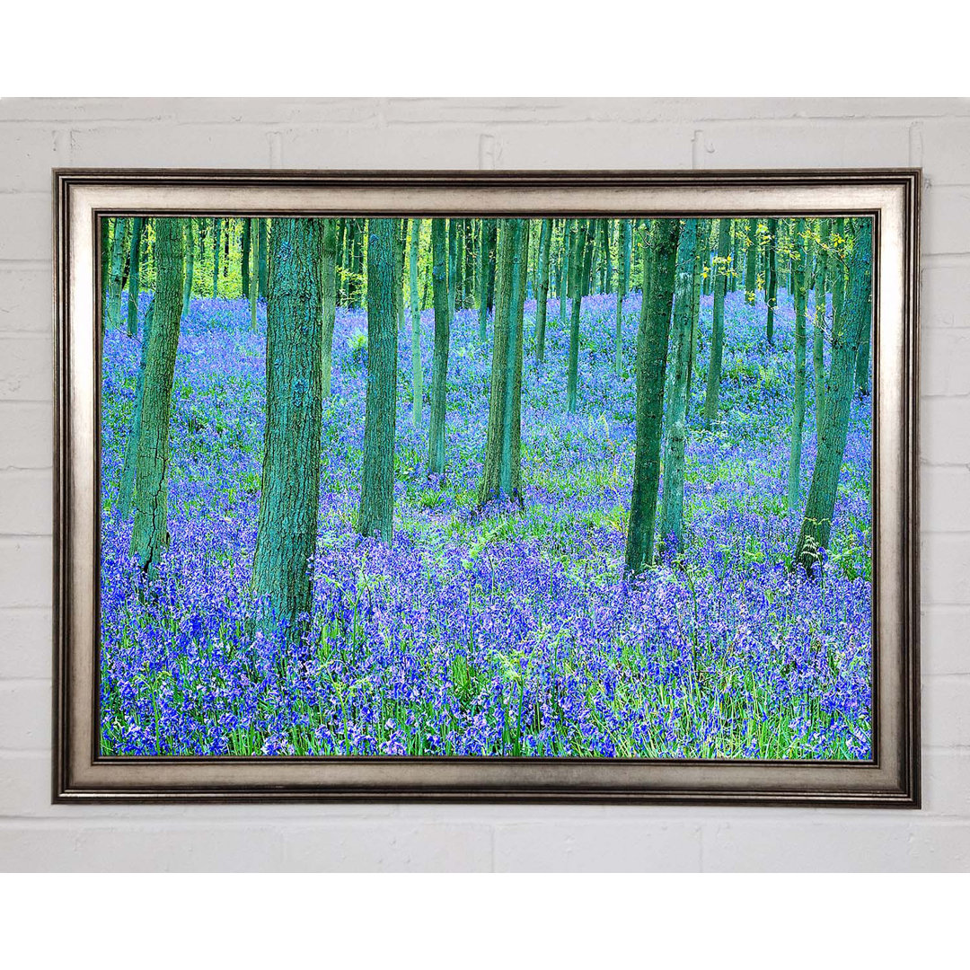 Gerahmtes Leinwandbild Bluebells In The Forest