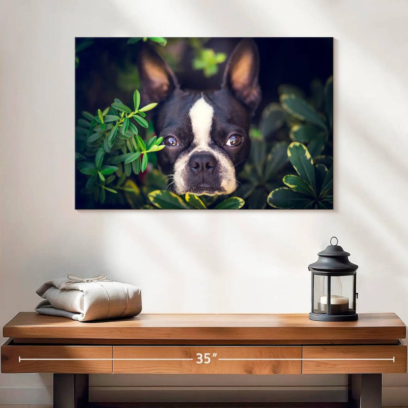 Brampt Boston Terrier Hiding, 16" H x 24" W