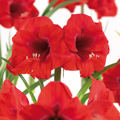 Amaryllis African Merry Christmas Bulb