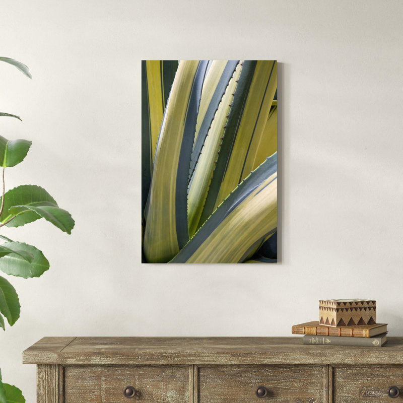 Agave panaché II, H 30 po x l 20 po x P 1,25 po