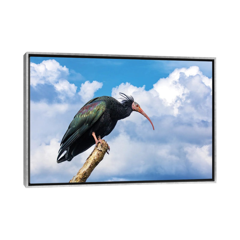Vue de côté de l'ibis chauve du Nord - reproduction d'art murale - toile encadrée, 26" x 18", Framed Canvas, Silver