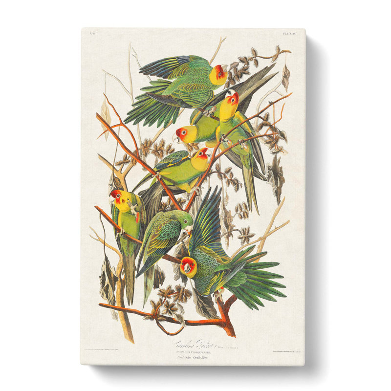 Carolina Parrots by John Audubon - Wrapped Canvas Painting, 76cm H x 50cm W x 3cm D