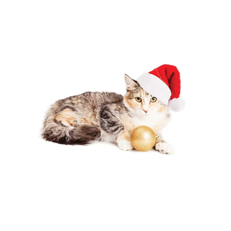 Cute Christmas Calico Kitten by Susan Schmitz - Print on Canvas, 30.48cm H x 45.72cm W x 1.91cm D, Wrapped Canvas