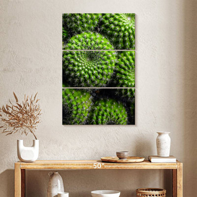 Harnek Spiny Barrel Cactus