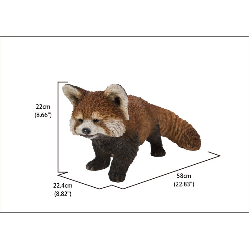 Red Panda Cub Walking