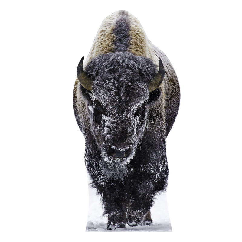 Bison de Yellowstone