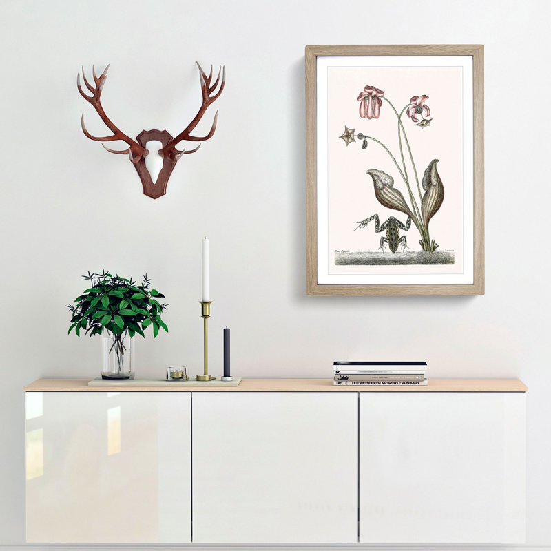 Water Frog by Mark Catesby - Picture Frame Art Print, Oak, 76cm H x 50cm W x 2cm D