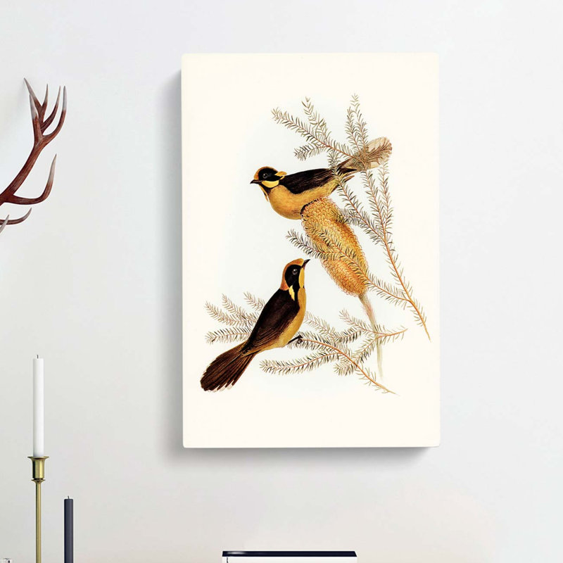 Helmeted Honeyeater by Elizabeth Gould - Wrapped Canvas, 50cm H x 35cm W x 3cm D