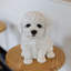 White Baby Bichon Frise | Handpainted Decorative Puppy Statue for Home & Garden Decor | Premium Polyresin Dog Statue | Gift for Dog Lovers | Weather-Resistant Indoor/Outdoor Decor