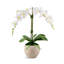 Cassandra RealTouch Orchid Arrangement-1404000329