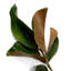Faux Magnolia Plant