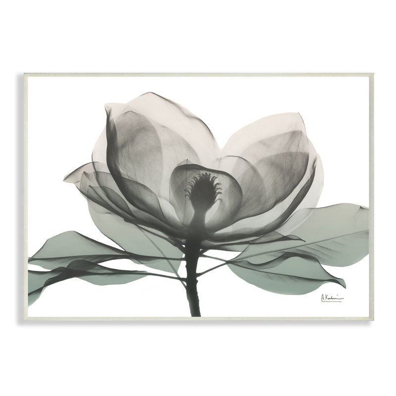 «White Magnolia Flower White Green Silhouette» par Albert Koetsier - impression d'art graphique, H 13 po x l 19 po x P 1,5 po