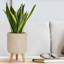 Concrete Effect Cylinder Round Planter on Hardwood Legs, Round Indoor Plant Pot Stand for Indoor Plants, Indoor Flower Pot with Plaited Pattern-703551397-703551394