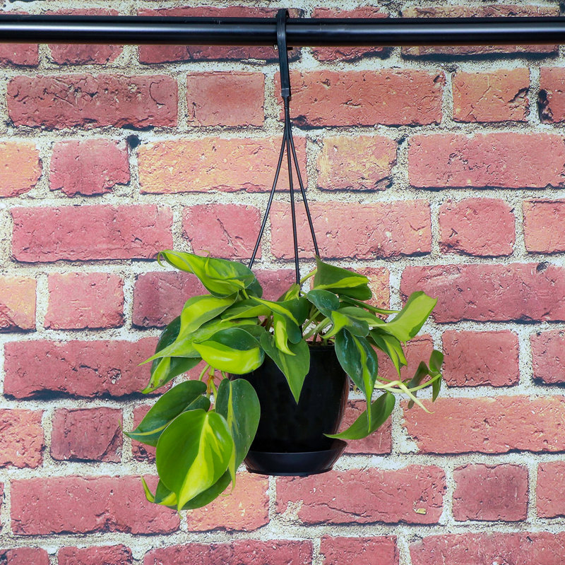 Live Brazil Philodendron Plant in Hanging Pot