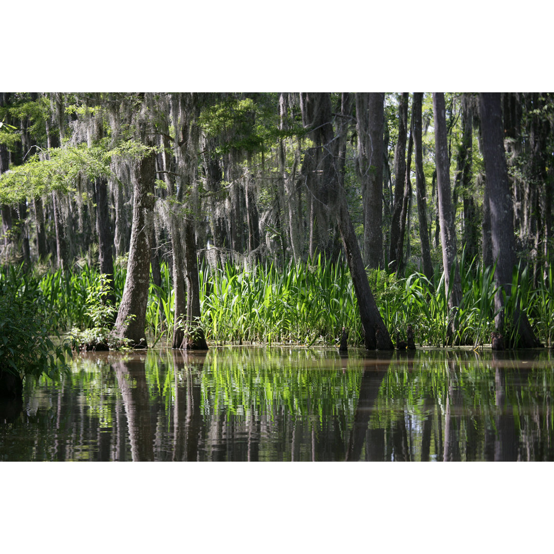 Honey Island Swamp - Louisiana - Leinwandbild