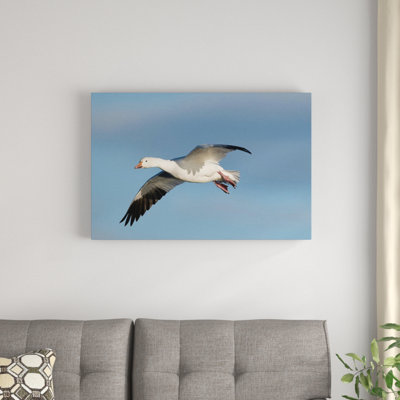 " Snow Goose Flying "