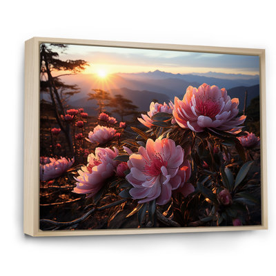 Rhododendron rose en fleurs au coucher du soleil