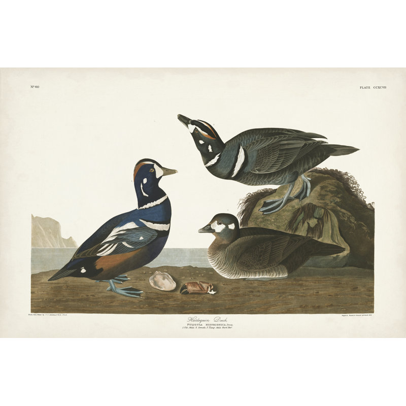 Pl 297 canard arlequin, H 12 po x l 18 po