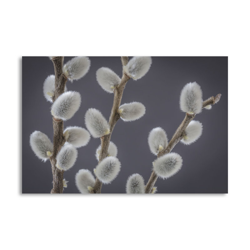« saule willows ii », reproduction de photo, H 24 po x l 36 po x P 0,01 po, Papier