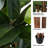 Artificial Rubber Plant - 70-Inch Faux Tree with Natural-Feel Leaves - Realistic Potted Indoor Plant for Office or Home Decor