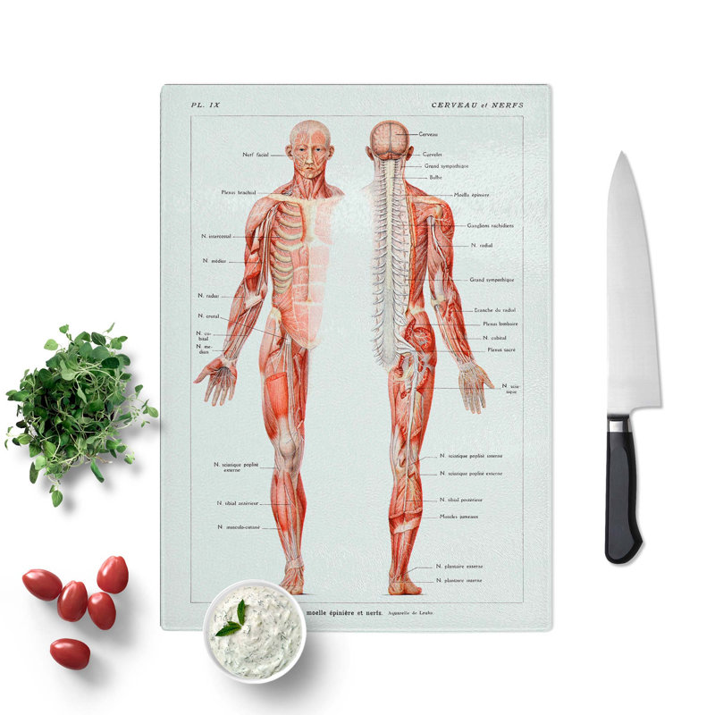 Glass Human Anatomy in French Chopping Board, 28.5 cm W x 20 cm L