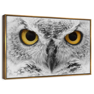 Gazing Bold Owl