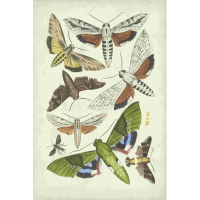 Antique Moths II - impression sur toile tendue