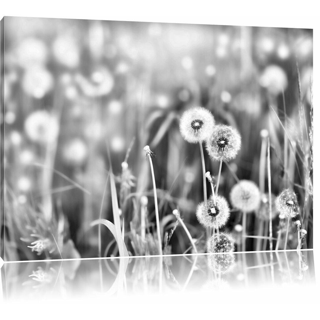 Leinwandbild Pusteblumen auf Frühlingswiese in Monochrom