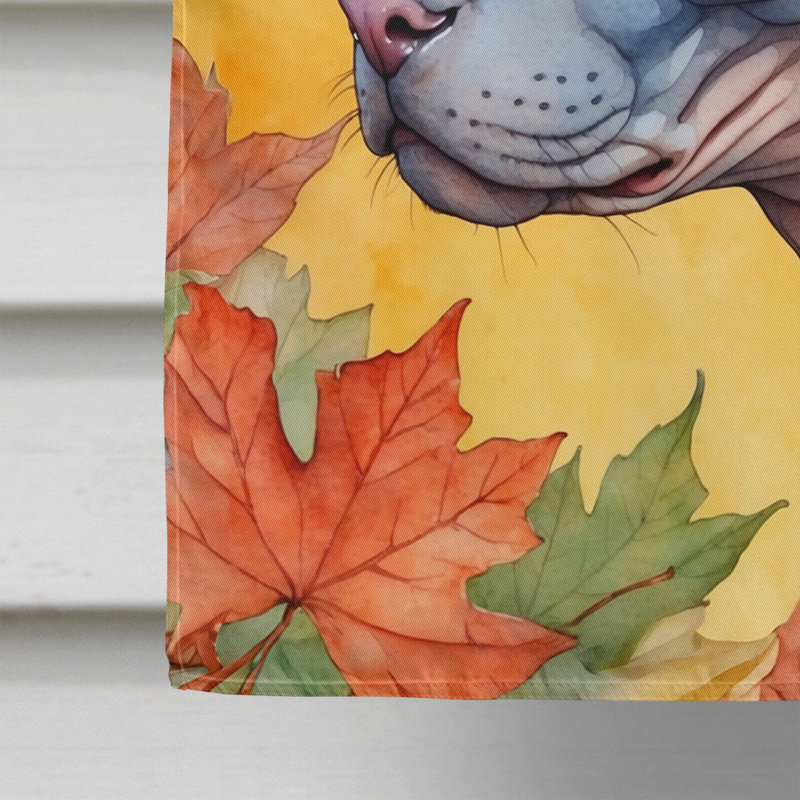 Chat en feuilles d'automne, Donskoy Don Sphynx