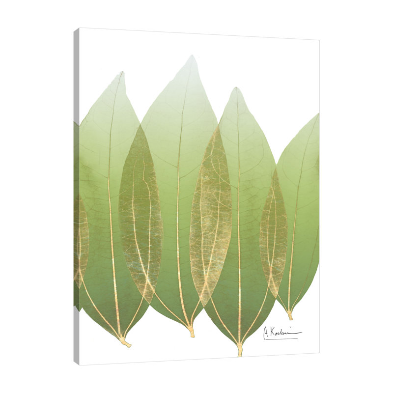 Golden Coculus - Wrapped Canvas Print, 51 cm H x 38 cm W