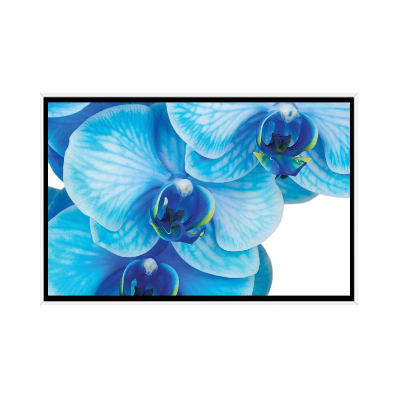 Blue Orchid II by Glauco Meneghelli - Floater Frame Print on Canvas, 101.6 cm H x 66.04 cm W, White Floater Frame