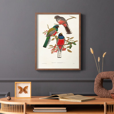 Impression encadrée Elegant Trogons IX - bois massif