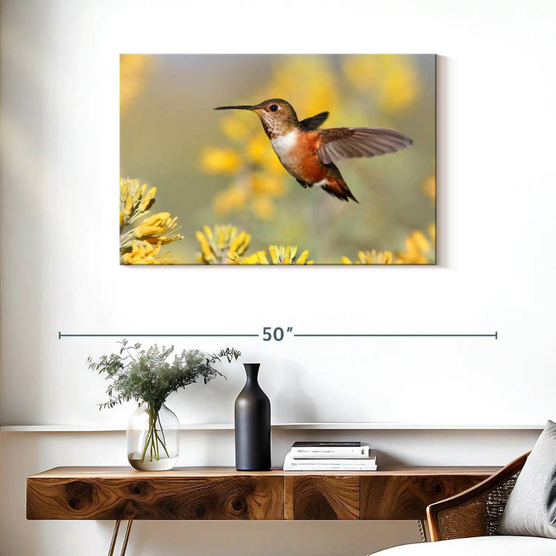 Brampt Allen's Hummingbird