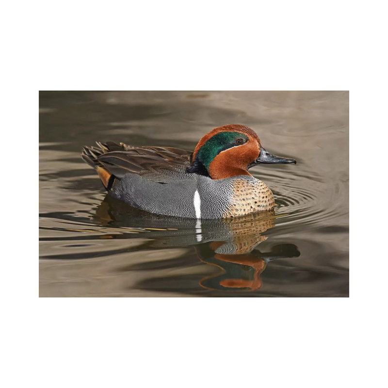Handsome Green-Wing Teal by Brian Wolf - Wrapped Canvas Print, 45.72cm H x 66.04cm W x 1.91cm D