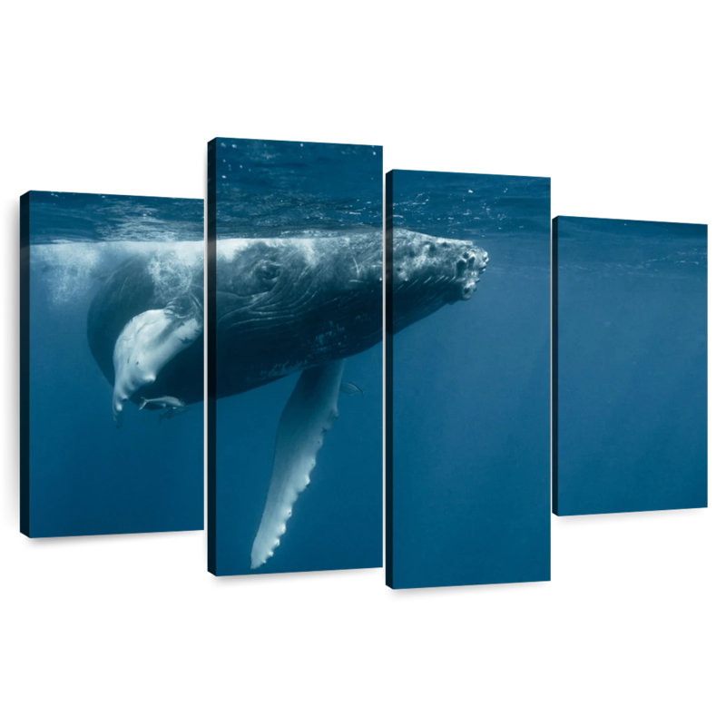 Brampt Humpback Whale Calf, 27'' H x 43'' W