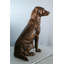 Statue de retriever en bronze Nifao - sculpture de chien grandeur nature d'intérieur / extérieur, coulée de cire, pose réaliste assise avec texture détaillée, jardin, vestibule et décoration intérieure Tribute28 x 19 po x 31 po
