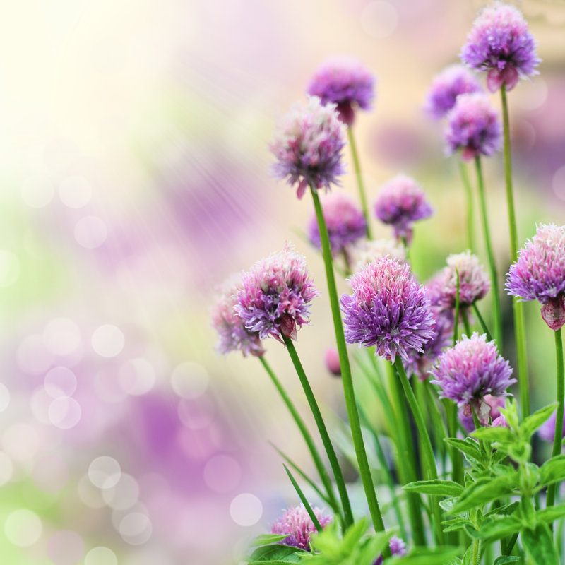 Chive Flowers - Photographie sur toile tendue, H 12 po x l 12 po