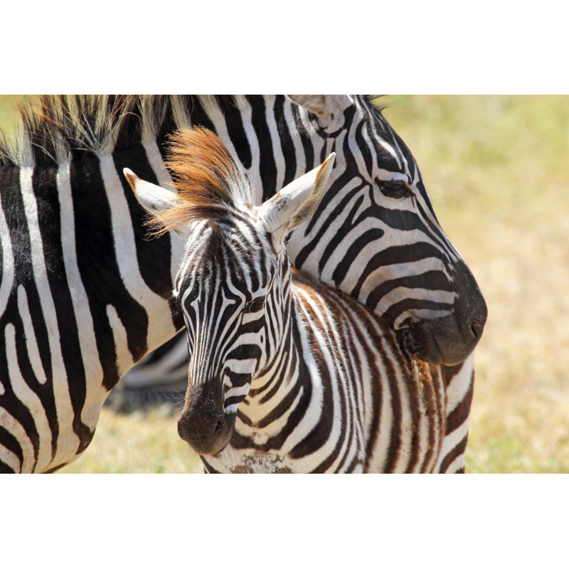 Baby Zebra With Mother by MattiaATH - Wrapped Canvas Print, 30cm H x 46cm W