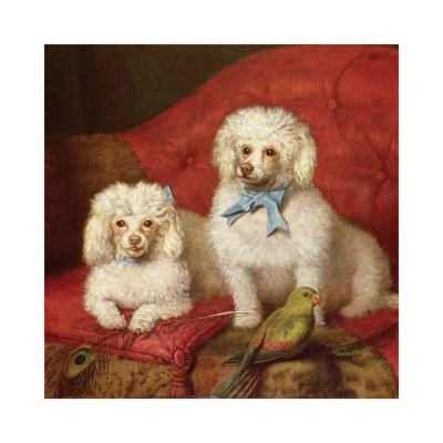 A Pair Of Poodles by English School - Wrapped Canvas Print