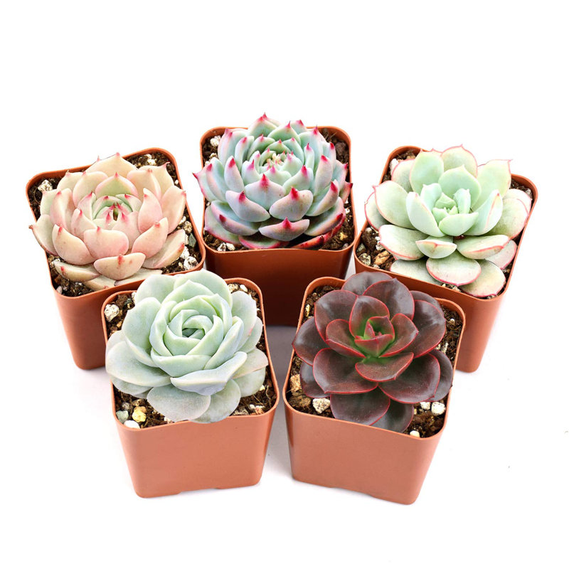 Dakota Fields Live Succulent Plant in Plastic Planter