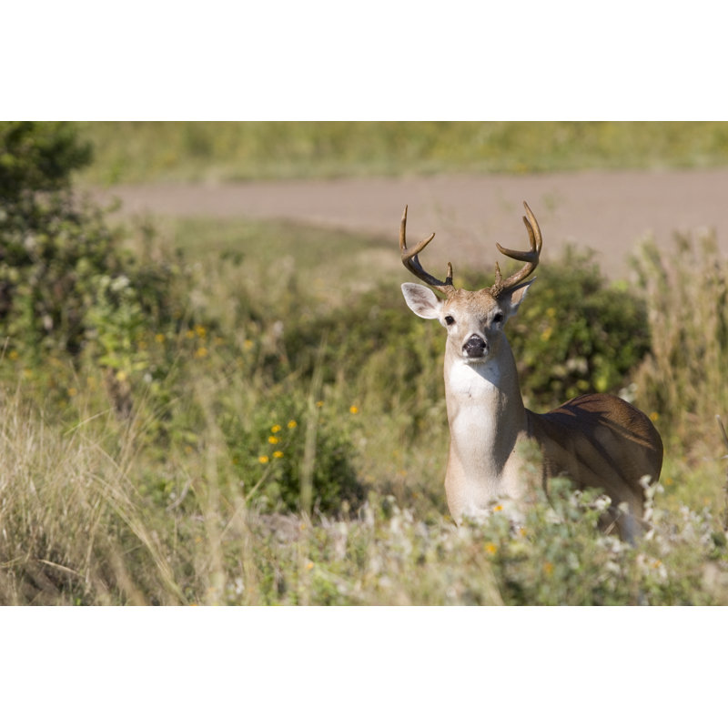 Deer by road 173579247, 30cm H x 46cm W