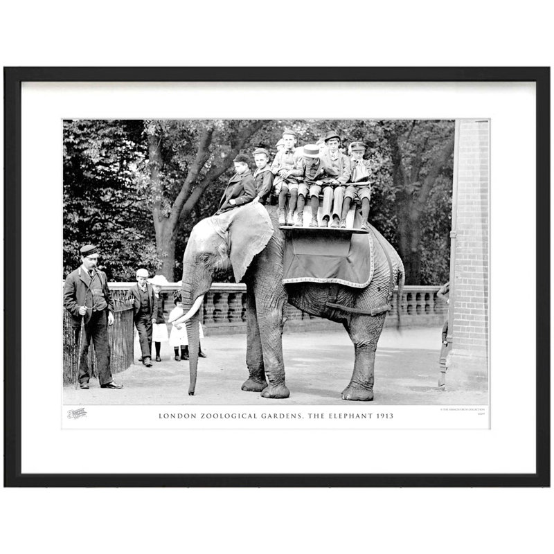 London Zoological Gardens, The Elephant 1913 by Francis Frith - Single Picture Frame Print, 28cm H x 36cm W